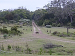 Wallabies s wombatem