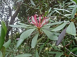 Květ telopei