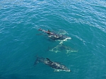 Focení delfínů
